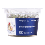 Pogostemon Stellatus in vitro