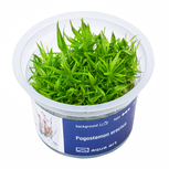 Pogostemon erectus  in vitro
