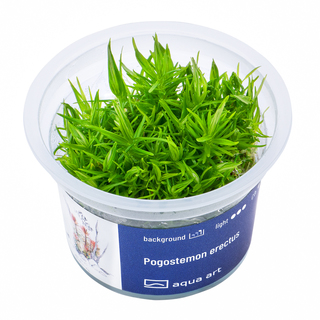 Pogostemon erectus  in vitro