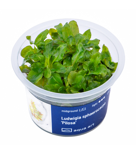 Ludwigia sphaerocarpa 'Pilosa' in-vitro