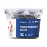 Alternanthera reineckii 'Lilacina' in vitro