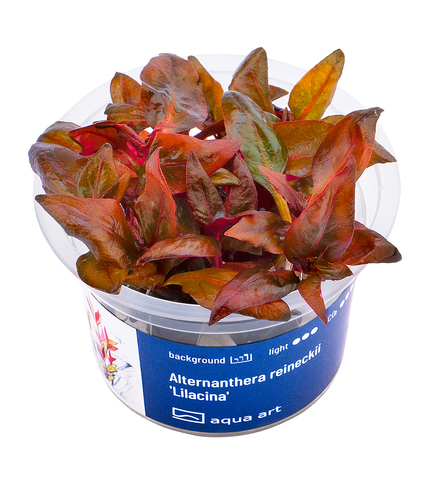 Alternanthera reineckii 'Lilacina' in-vitro