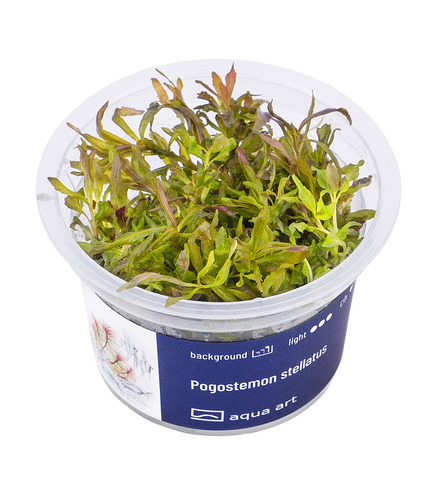 Pogostemon Stellatus in-vitro 