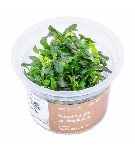 Bucephalandra sp. ’Needle Leaf’ in vitro