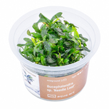 Bucephalandra sp. ’Needle Leaf’ in vitro