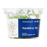 Hygrophila sp. 'Tiger' - in vitro 