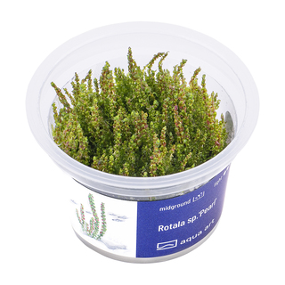 Rotala sp.'Pearl' in vitro