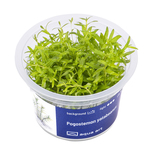 Pogostemon yatabeanus in vitro