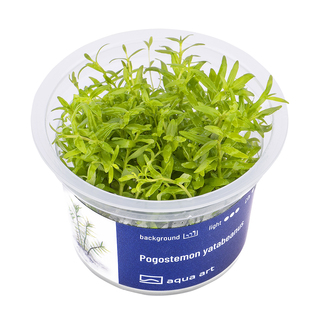 Pogostemon yatabeanus in vitro