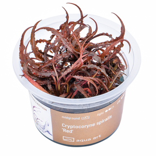 Cryptocoryne spiralis 'Red' in vitro