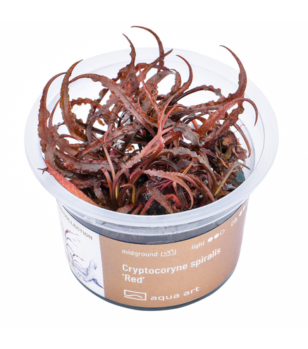 Cryptocoryne spiralis 'Red' in vitro