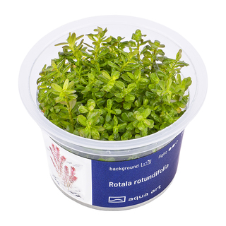 Rotala Rotundifolia in-vitro