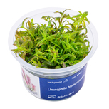 Limnophila hippuridoides in vitro 