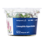 Limnophila hippuridoides- in vitro 