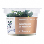Bucephalandra sp. ’Needle Leaf’ in vitro