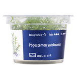 Pogostemon yatabeanus in-vitro