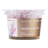 Hygrophila lancea 'Chai' in vitro 