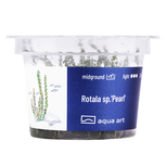 Rotala sp.'Pearl' in vitro