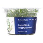 Limnophila sp. 'Scrophulariaceae'  in vitro 
