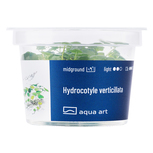 Hydrocotyle verticillata in vitro