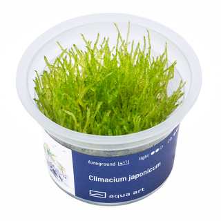 Climacium japonicum - mousse in vitro