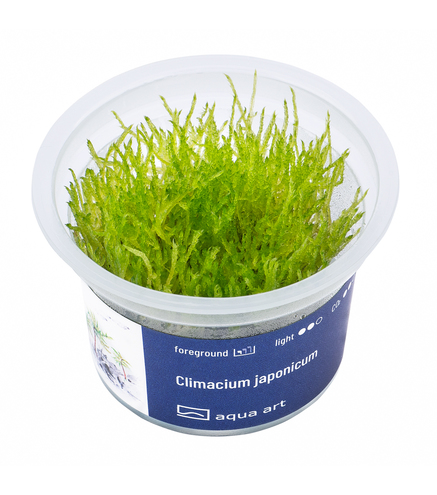 Climacium japonicum - mousse in vitro