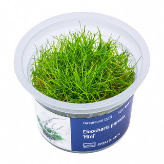 Eleocharis parvula ’Mini’ in vitro 