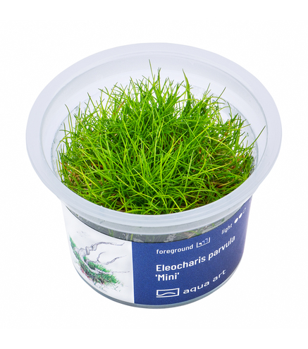 Eleocharis parvula ’Mini’ - in vitro 