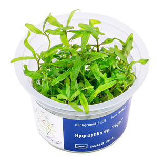 Hygrophila sp. 'Tiger' in vitro 