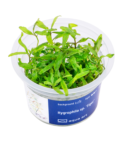 Hygrophila sp. 'Tiger' in vitro 