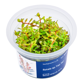 Rotala sp.'Yao Yai' in vitro