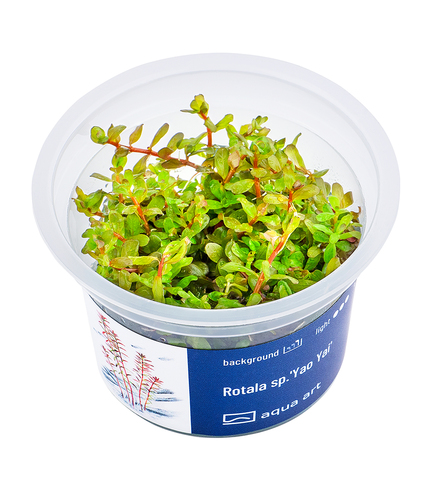 Rotala sp.'Yao Yai' in vitro