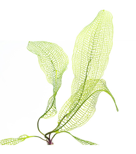 Aponogeton fenestralis bulbe