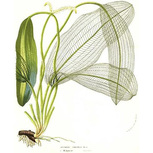 Aponogeton fenestralis bulbe