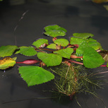 Trapa natans - LF plante flottante