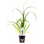 Cyperus helferi en pot