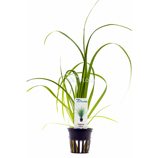 Cyperus helferi en pot