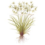 Cyperus helferi en pot