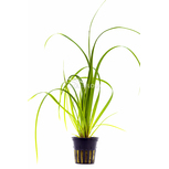 Cyperus helferi en pot