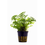 Bobitis heteroclita 'Difformis' en Pot