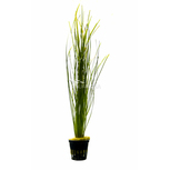 Vallisneria nana en pot