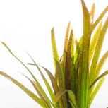 Vallisneria spiralis 'Leopard'  en pot