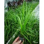 Cyperus helferi en pot