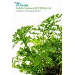 Bobitis heteroclita 'Difformis' en Pot