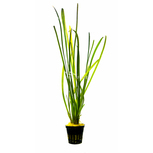Vallisneria spiralis 'Leopard'  en pot
