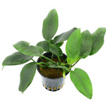 Anubias barteri var. nana 'Bolang' en pot