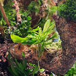 Anubias barteri var. Glabra in vitro