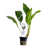 Anubias congensis en pot