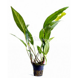 Anubias lanceolata en pot