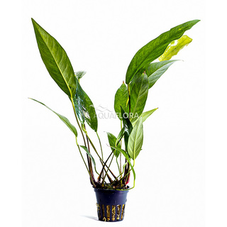 Anubias lanceolata en pot